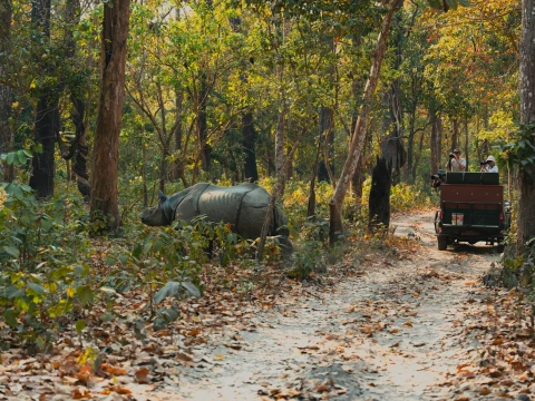 Discover Nepal’s Natural Wonders on a Wildlife Tour